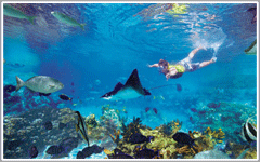 Discovery Cove at SeaWorld Attractions